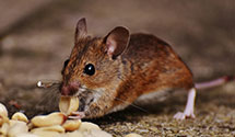 24 Hour & Emergency Exterminators in Berwick, OH